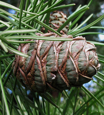 Nærbilde av Sciadopitys verticillata unike teksturerte kongle med grønne nål-lignende blader