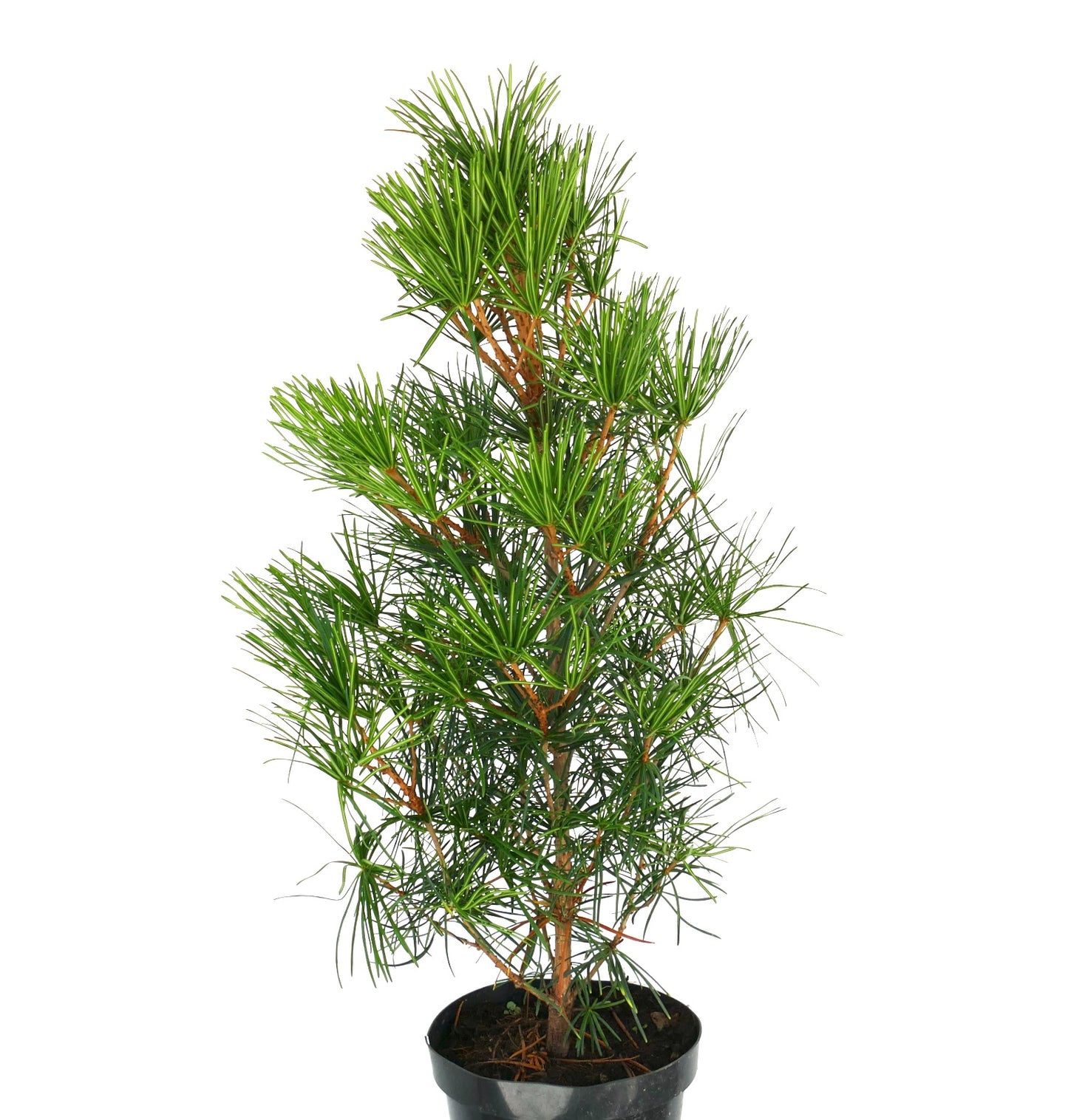 Sciadopitys verticillata liten eviggrønn bartrær med unikt nåleaktig løvverk i svart potte