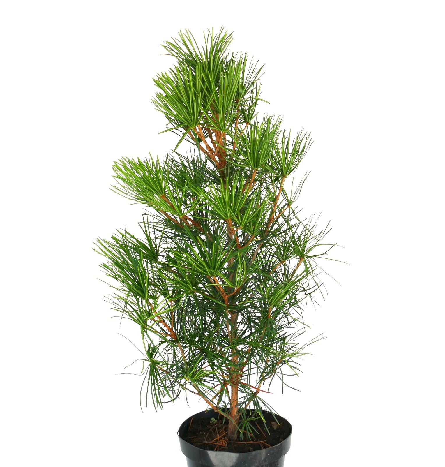 Sciadopitys verticillata liten eviggrønn bartrær med unikt nåleaktig løvverk i svart potte