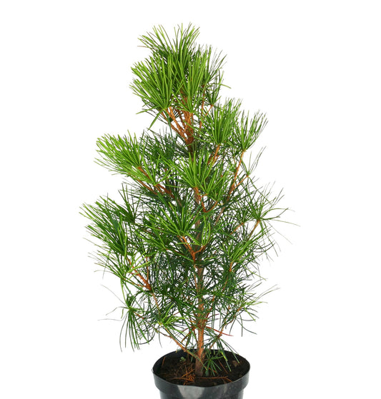 Sciadopitys verticillata small evergreen conifer with unique needle-like foliage in black pot