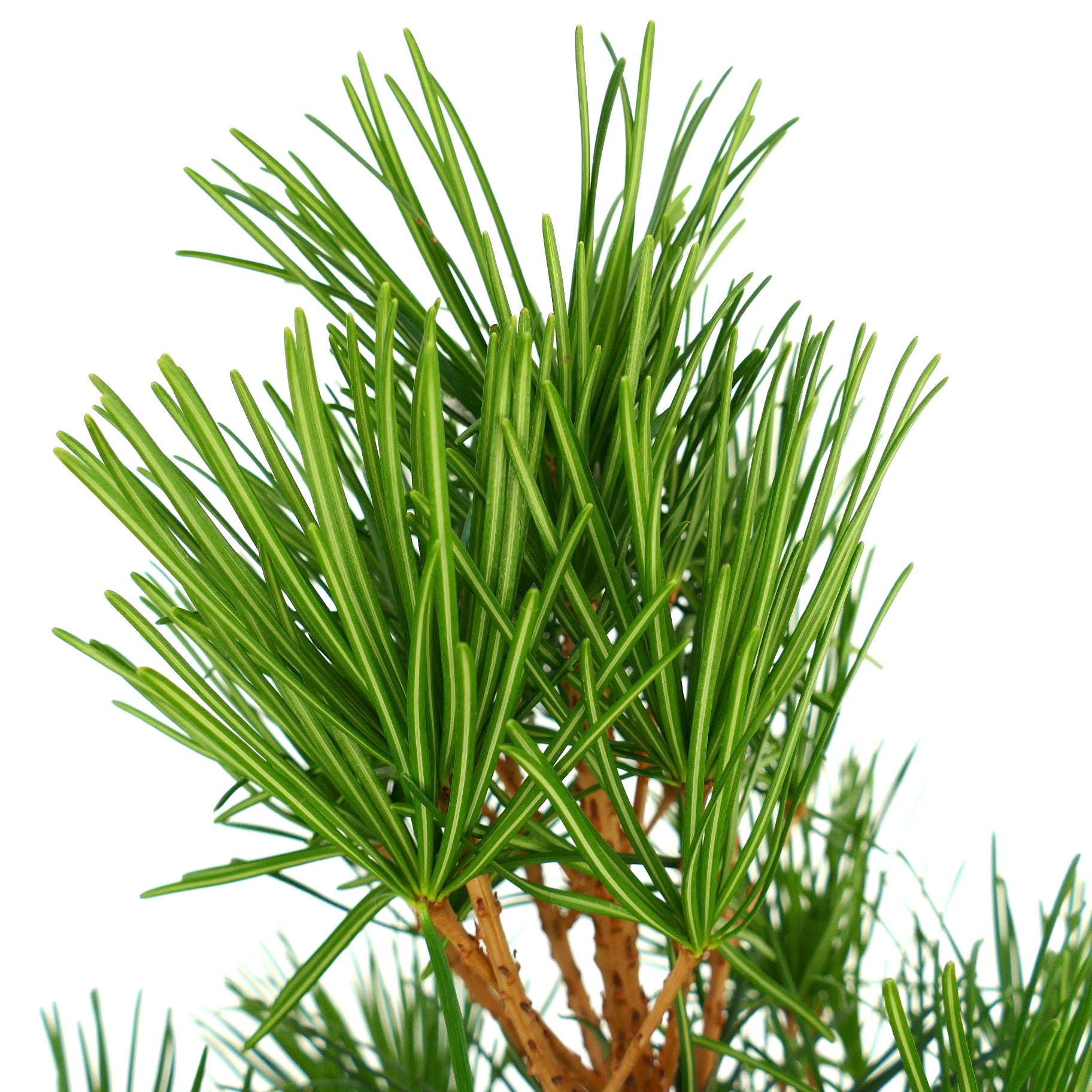 Sciadopitys verticillata med tett, blank, mørkegrønt nåleaktig løvverk og brune stilker