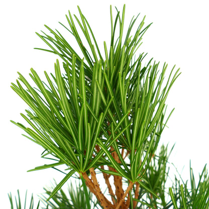 Sciadopitys verticillata med tett, blank, mørkegrønt nåleaktig løvverk og brune stilker