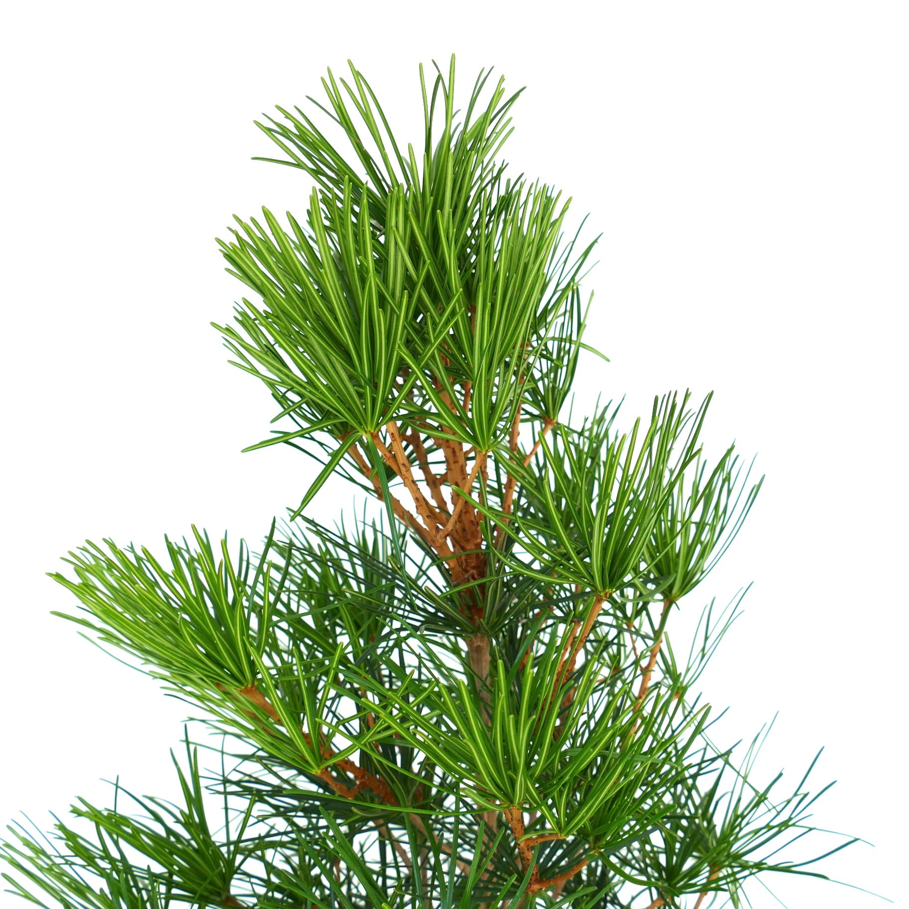 Sciadopitys verticillata med tett, lys grønt nåleaktig løvverk og vedaktige stilker