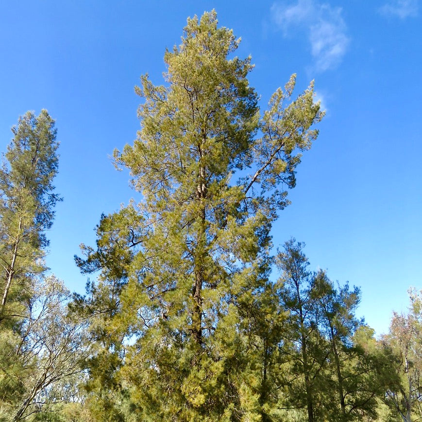 Casuarina cunninghamiana 50-100cm