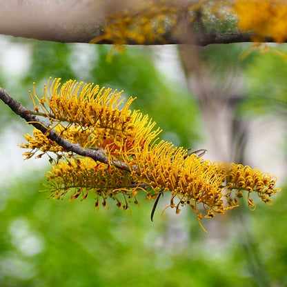 Grevillea robusta (syn. Grevillea arborea) 20-40 cm