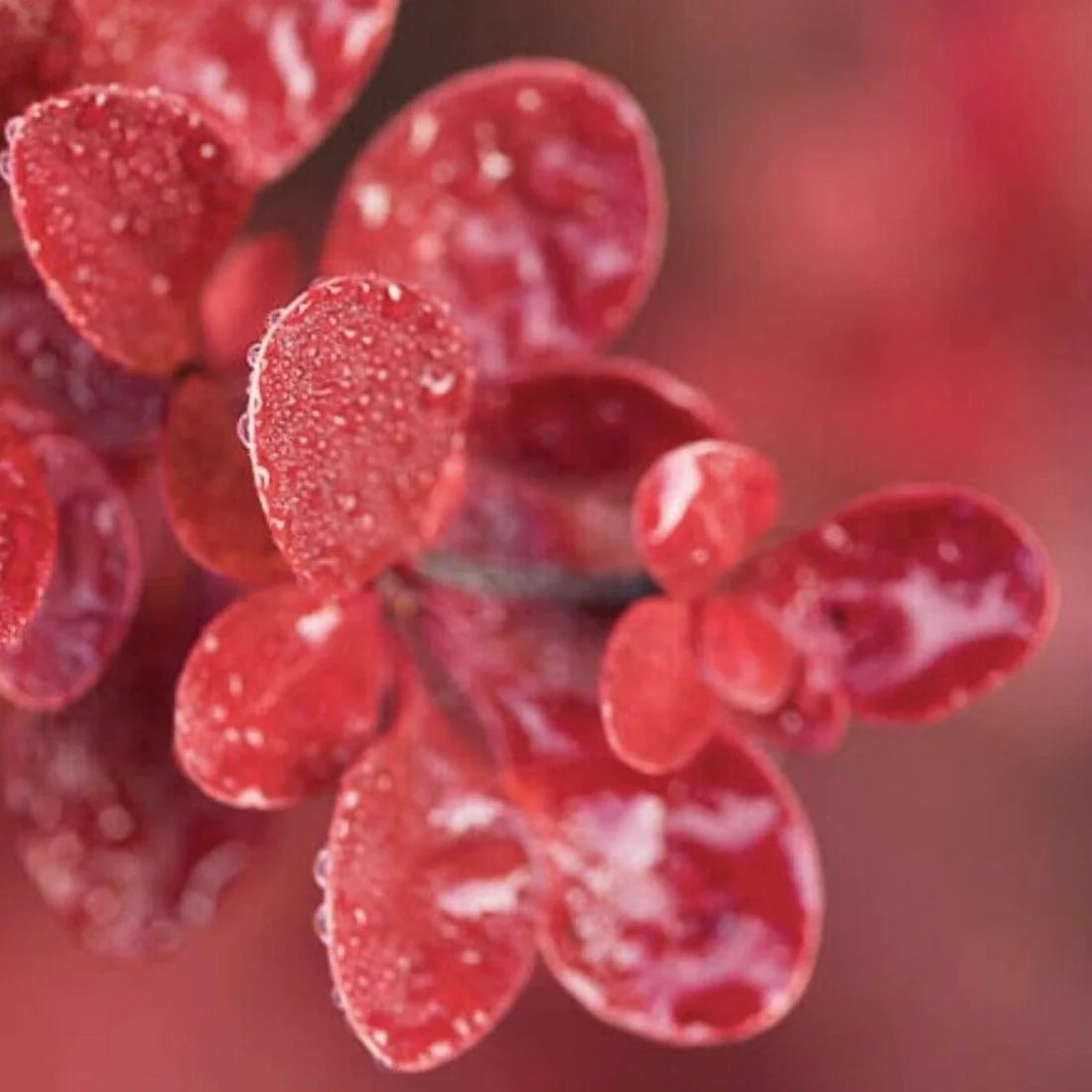 Berberis thunbergii cv. atropurpurea SEEDS