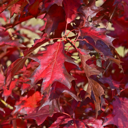 Quercus rubra