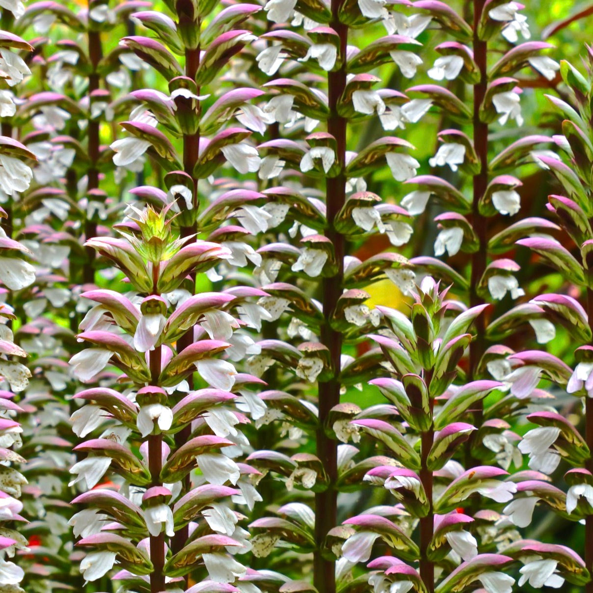 Acanthus mollis tall spikes with white tubular flowers and purple-tinged bracts