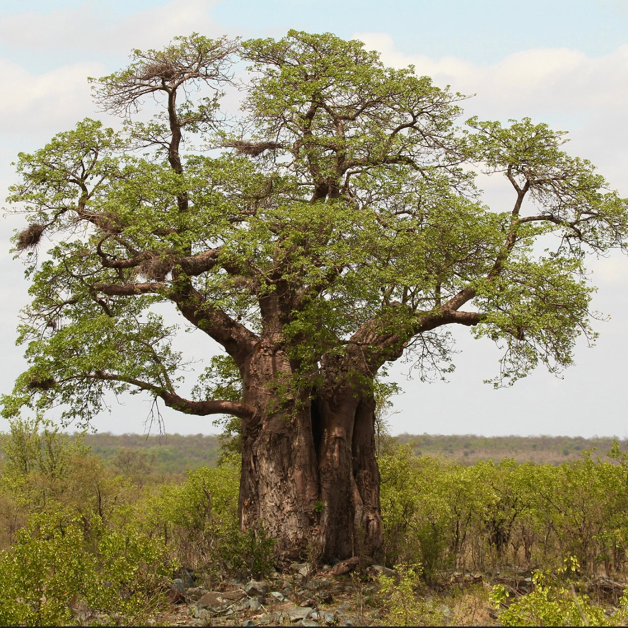 Adansonia digitata SEEDS