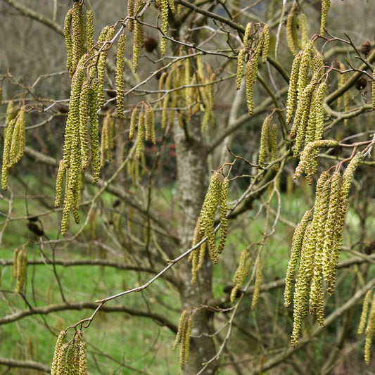 Alnus cordata 50-90cm