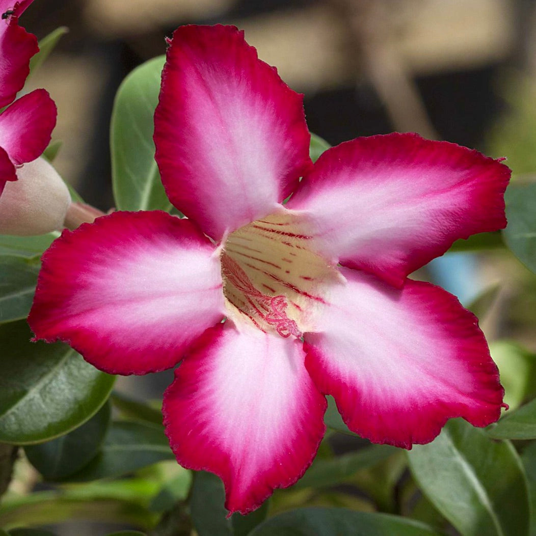 Adenium arabicum cv "Night Fork" 10-15cm