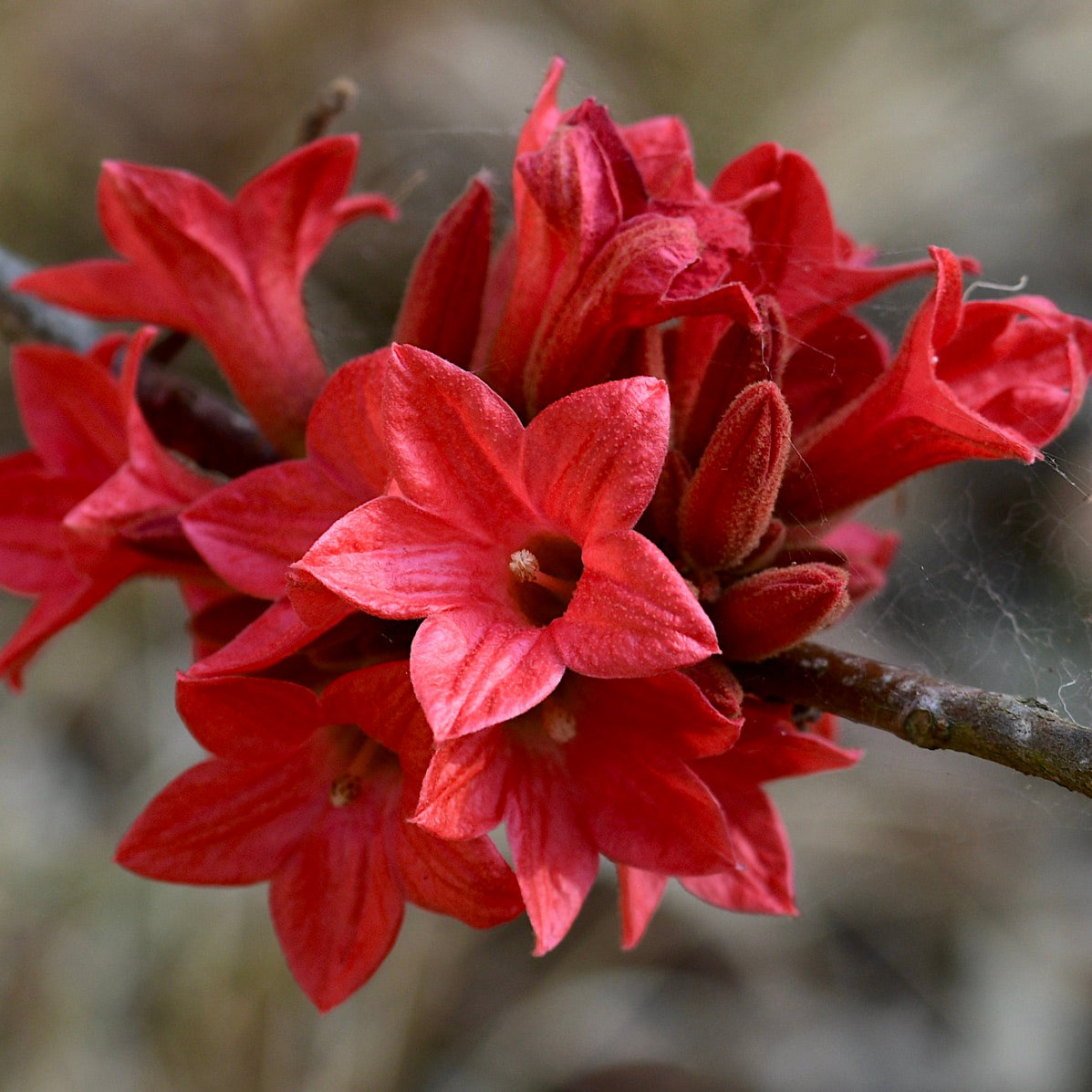 Brachychiton acerifolius 10-15cm