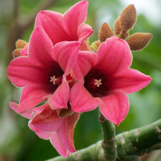 Brachychiton discolor SEEDS