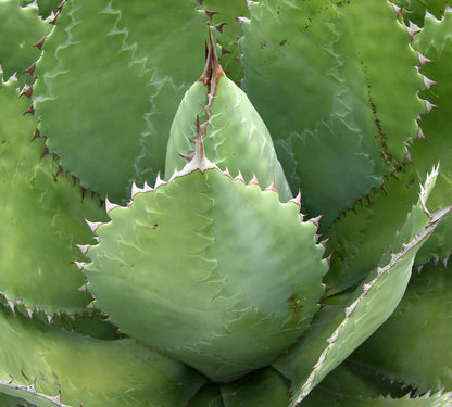 Agave cupreata 15-25cm