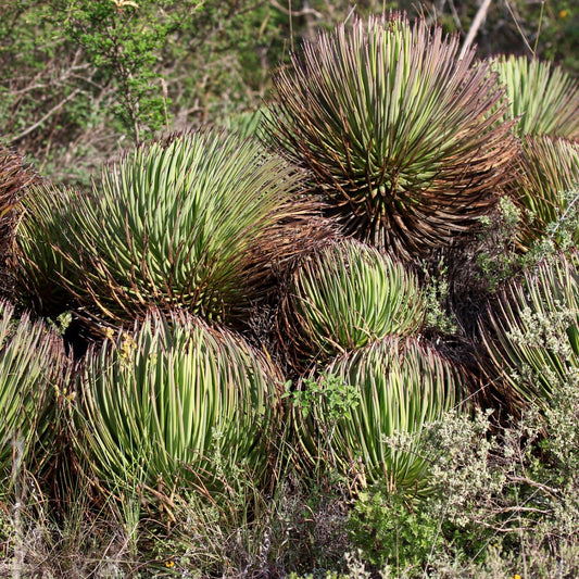 Agave striata var. falcata (Sierra Paila, MEXICO) 20-30cm