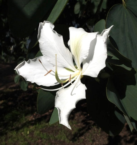 Bauhinia purpurea var. alba 30-50cm