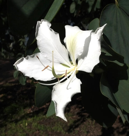 Bauhinia purpurea var. alba SEEDS