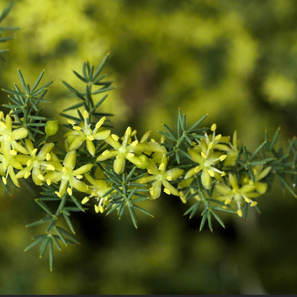 Asparagus acutifolius 20-30cm