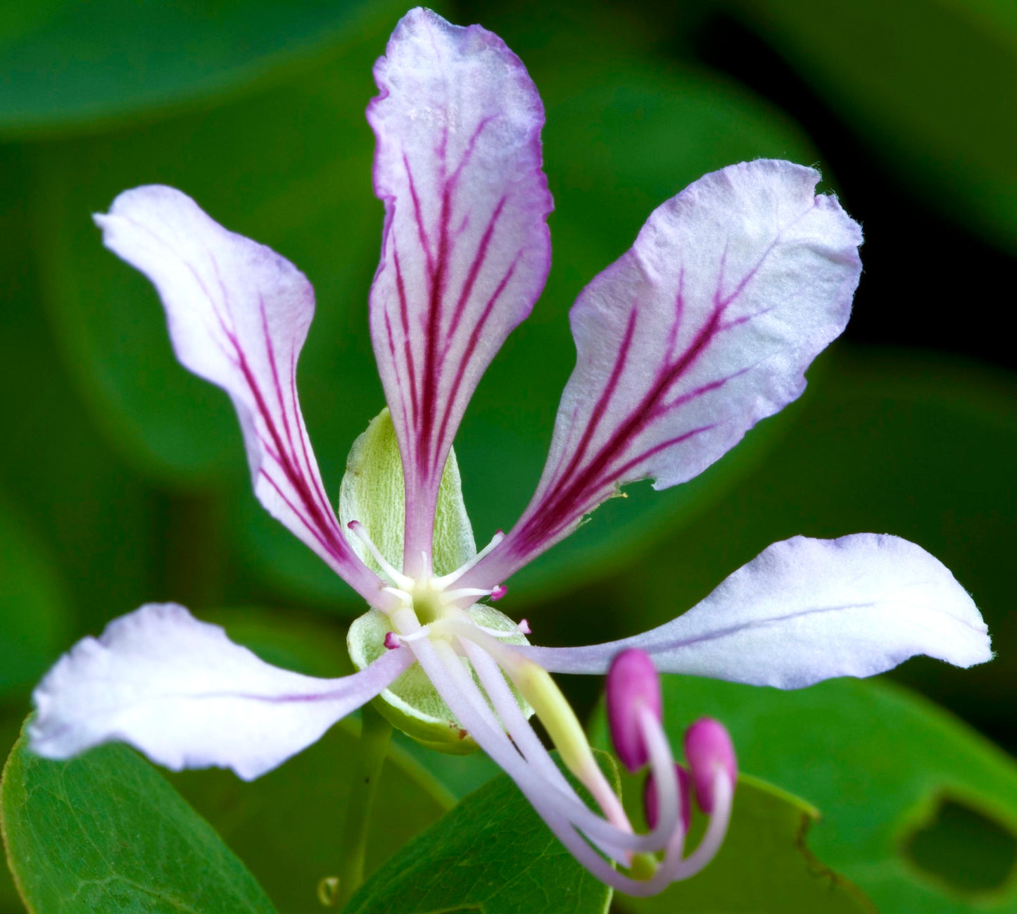 Bauhinia yunnanensis 15-30cm