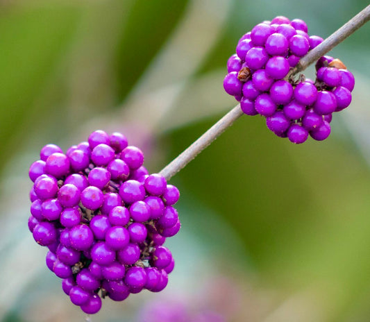 Callicarpa bodinieri 20-50cm