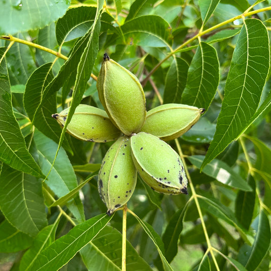 Carya illinoinensis 15-20cm