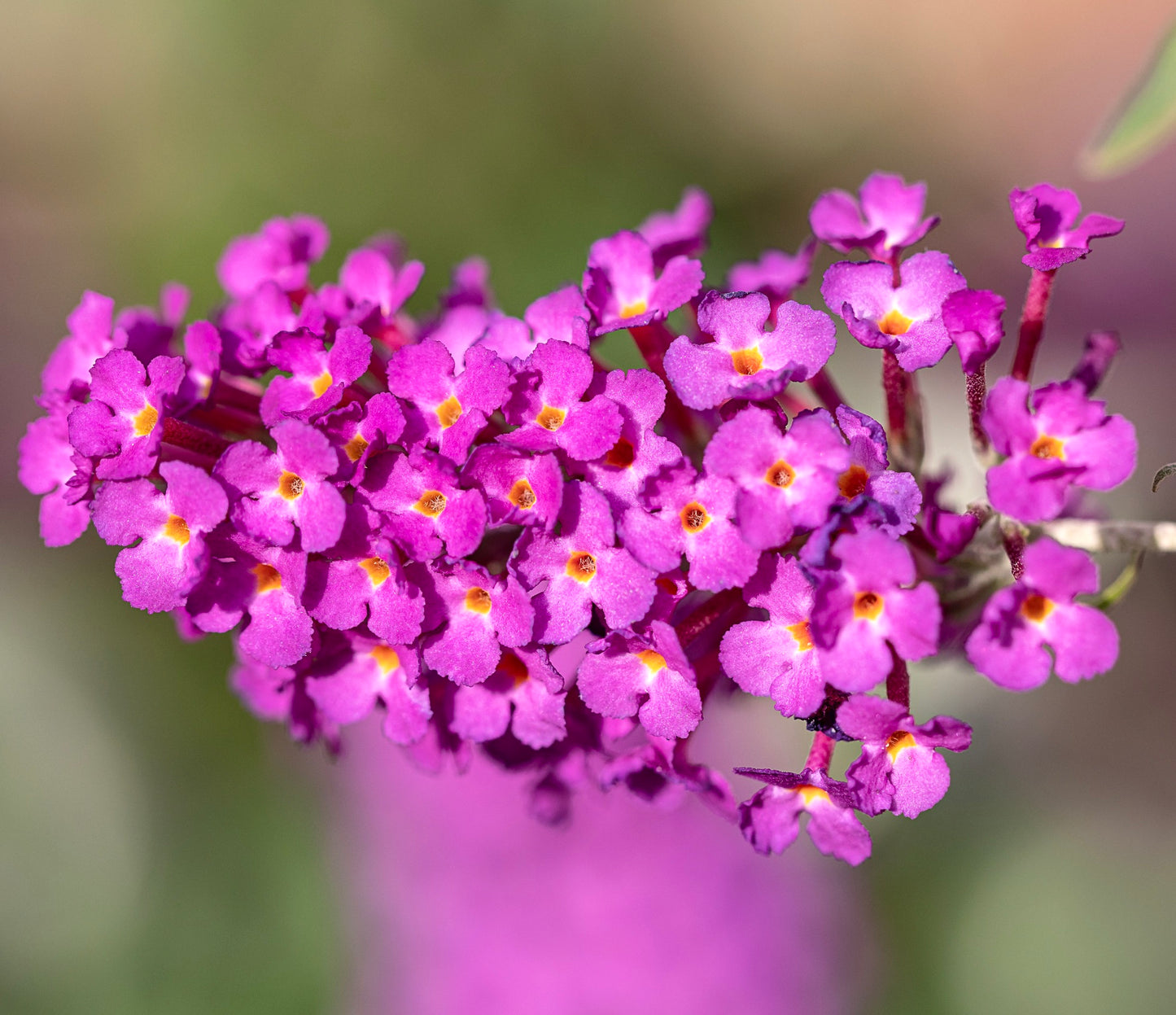 Buddleja davidii (fiore fuxia) 30-50cm