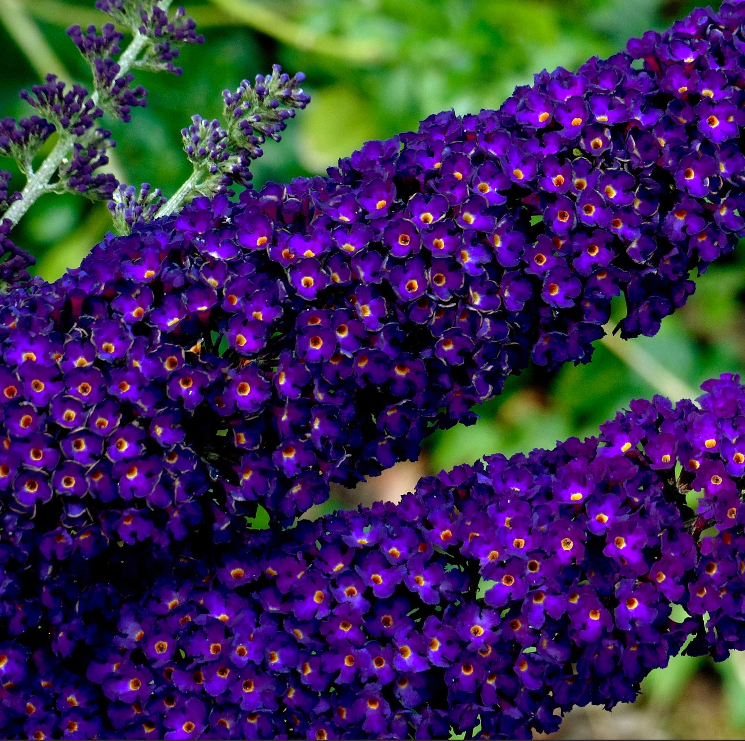 Buddleja davidii grappoli densi di vibranti fiori viola con centri gialli