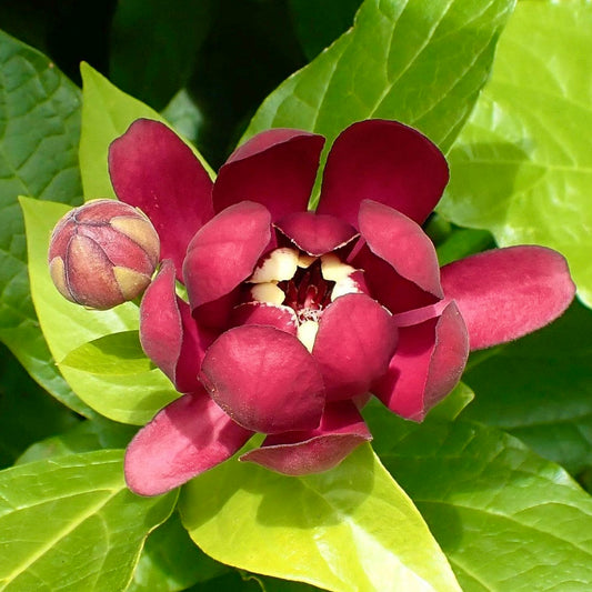 Calycanthus floridus 15-40cm