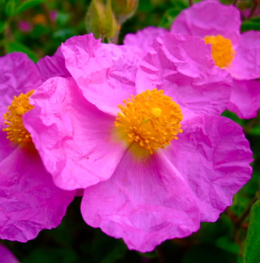 Cistus albidus 40-70cm