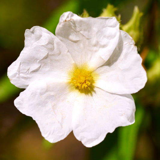 Cistus monspeliensis 30-60cm