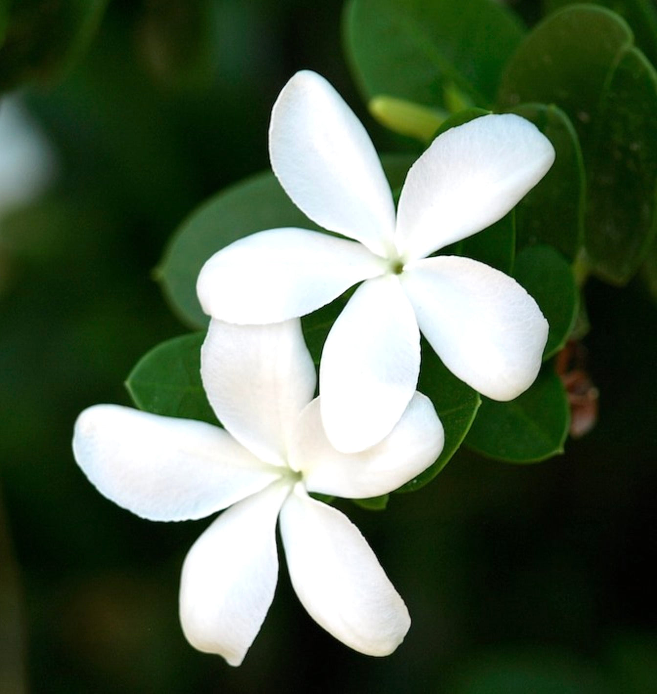 Carissa grandiflora 40-50cm