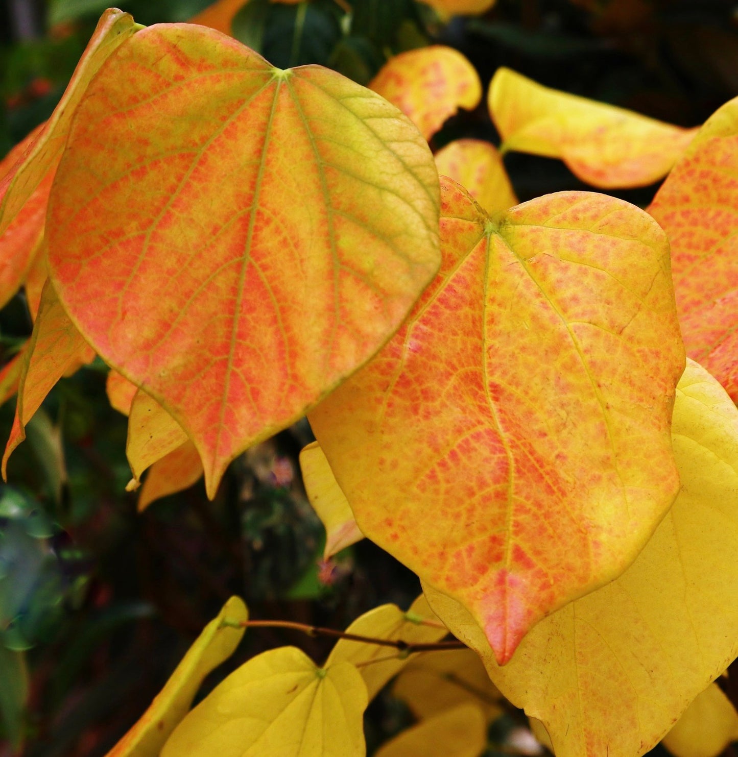 Cercis chinensis 50-80cm