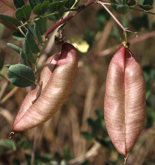 Colutea arborescens 15-20cm