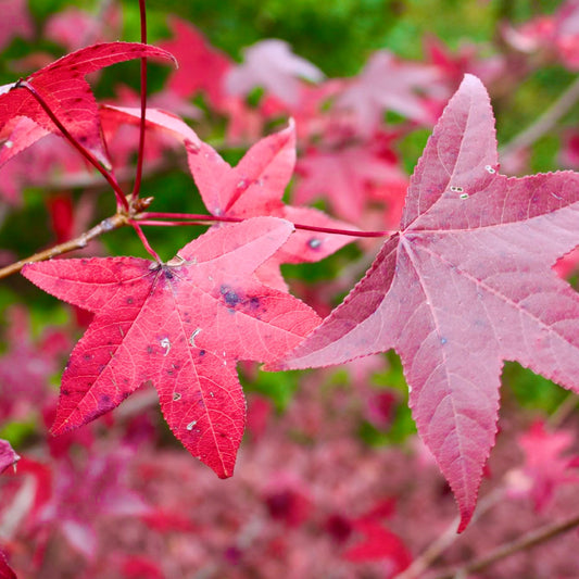 Liquidambar styraciflua 30-70cm