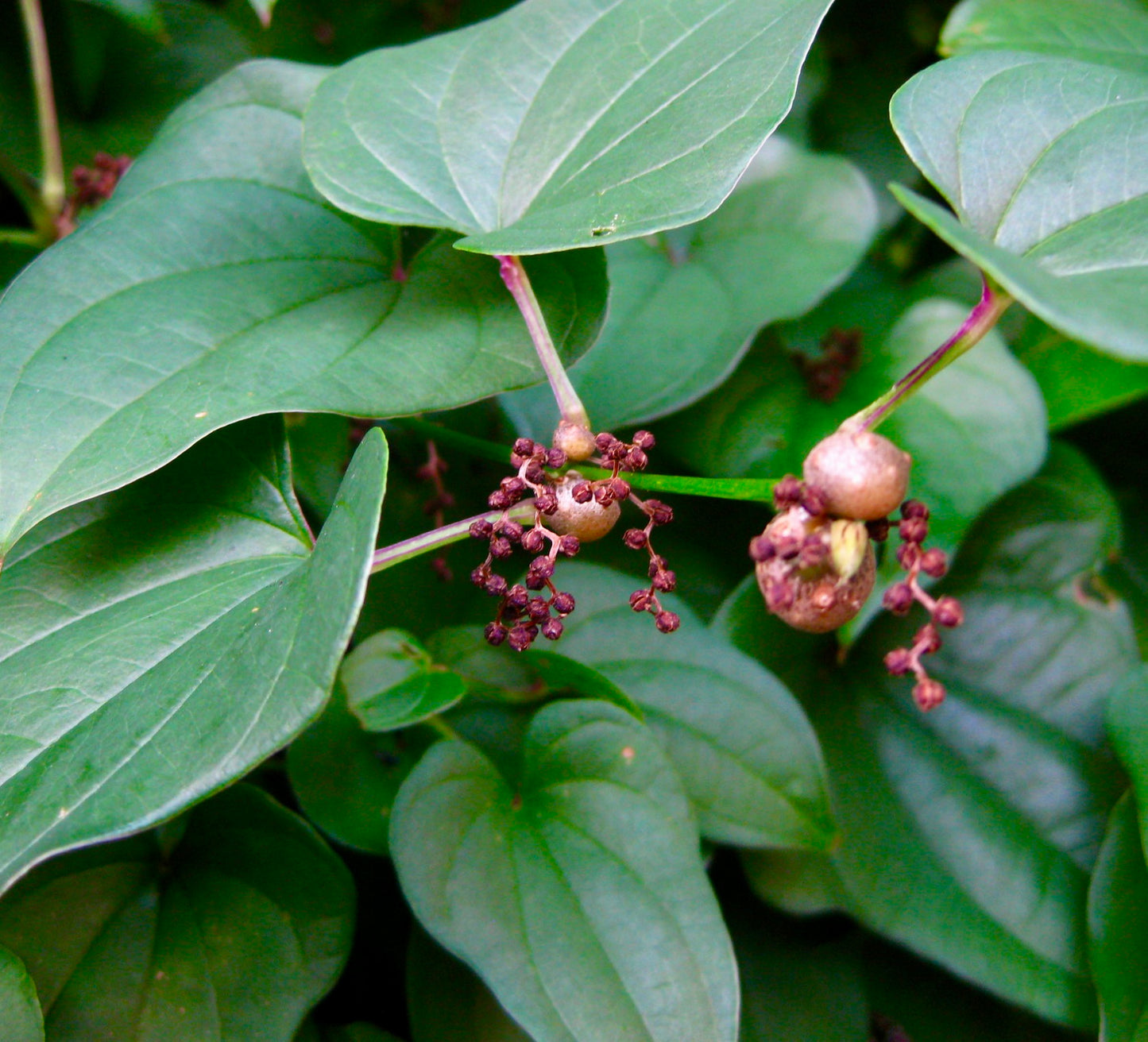 Dioscorea batatas