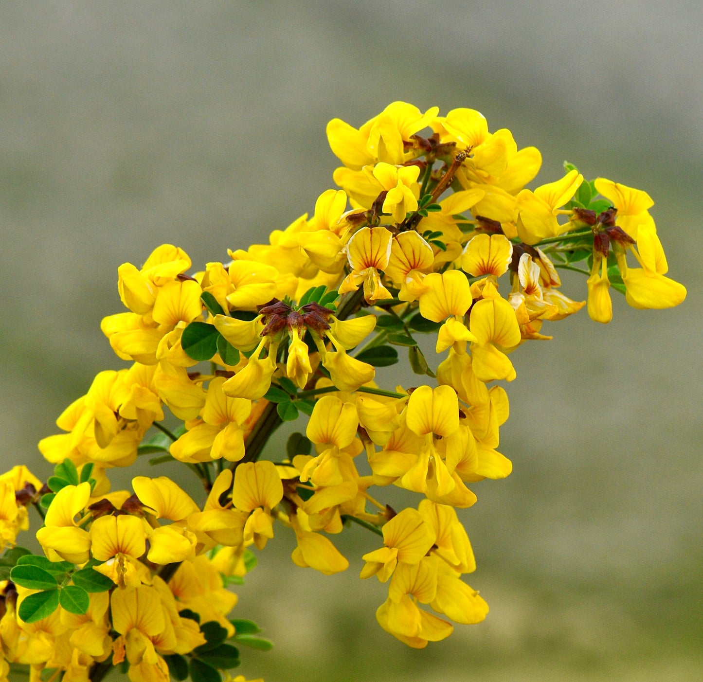 Coronilla emerus 50-80cm