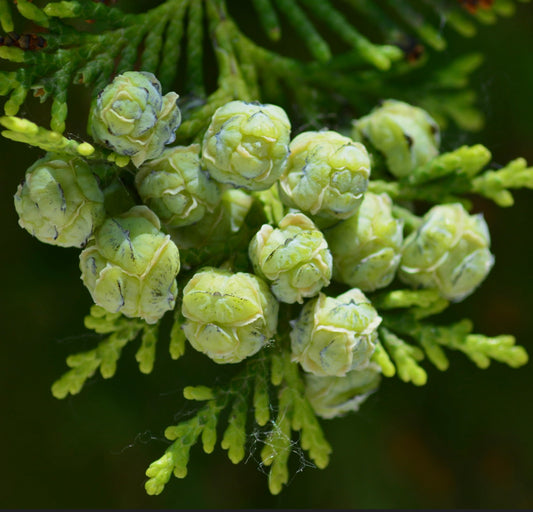 Cupressus macrocarpa 120-170cm