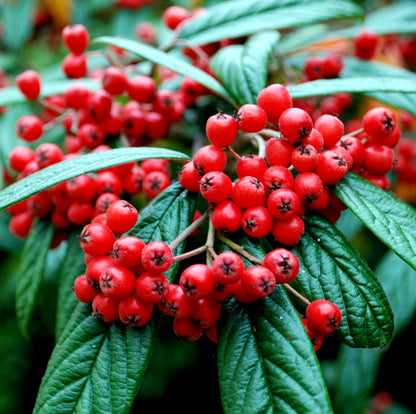 Cotoneaster lacteus