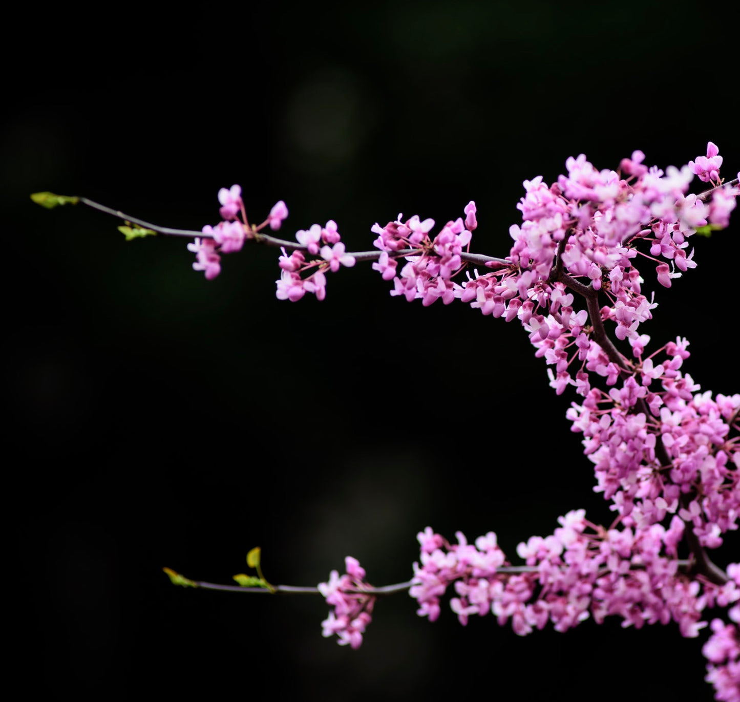 Cercis siliquastrum 15-20cm