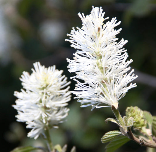 Fothergilla major 50-70cm