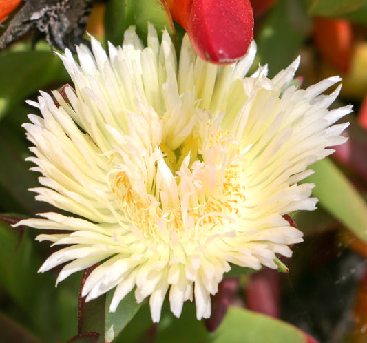 Carpobrotus edulis var. luteus (fiore giallo) 15-20cm