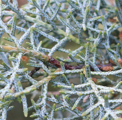 Cupressus arizonica 80-120cm