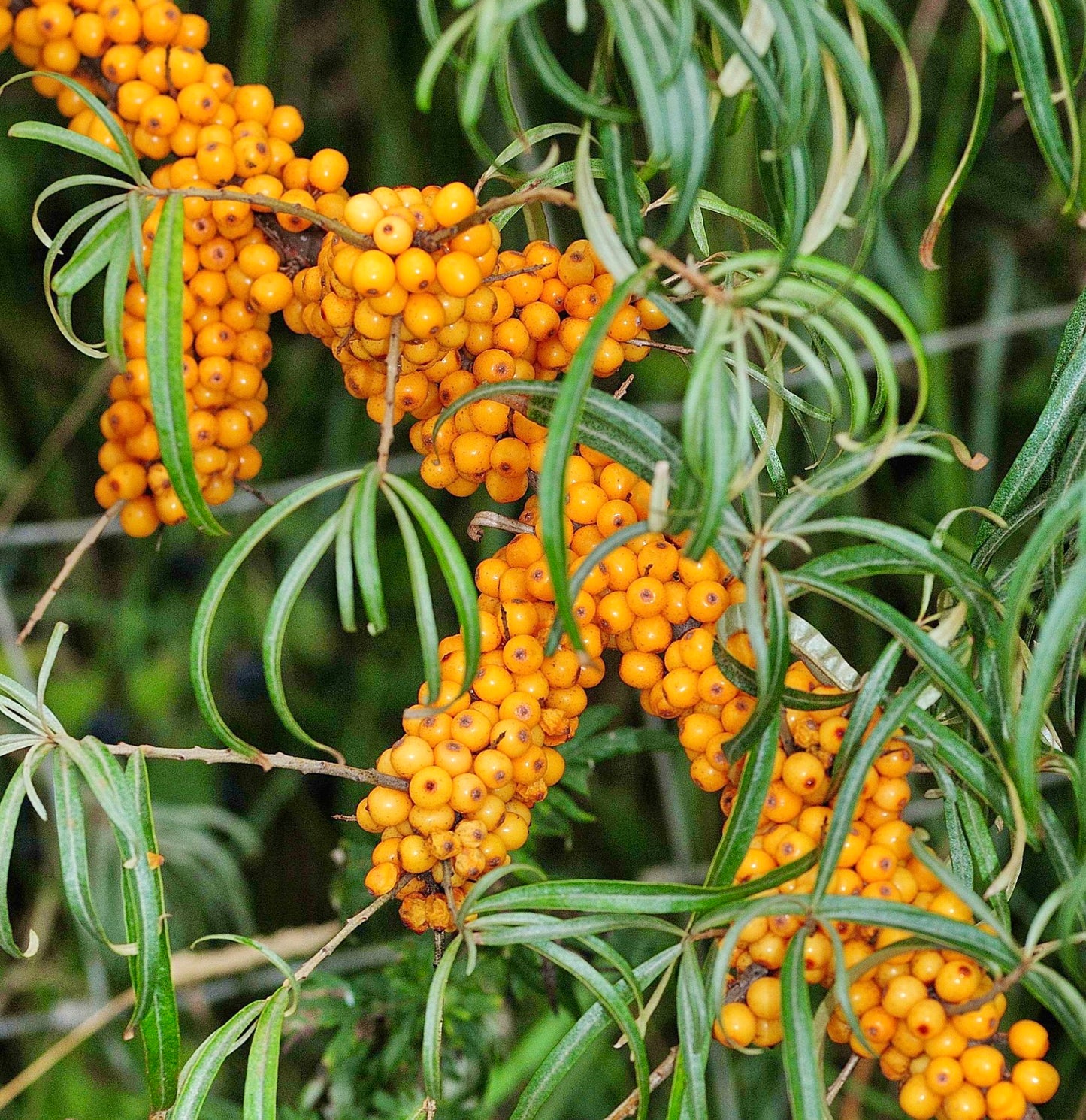 Hippophae rhamnoides 15-30cm