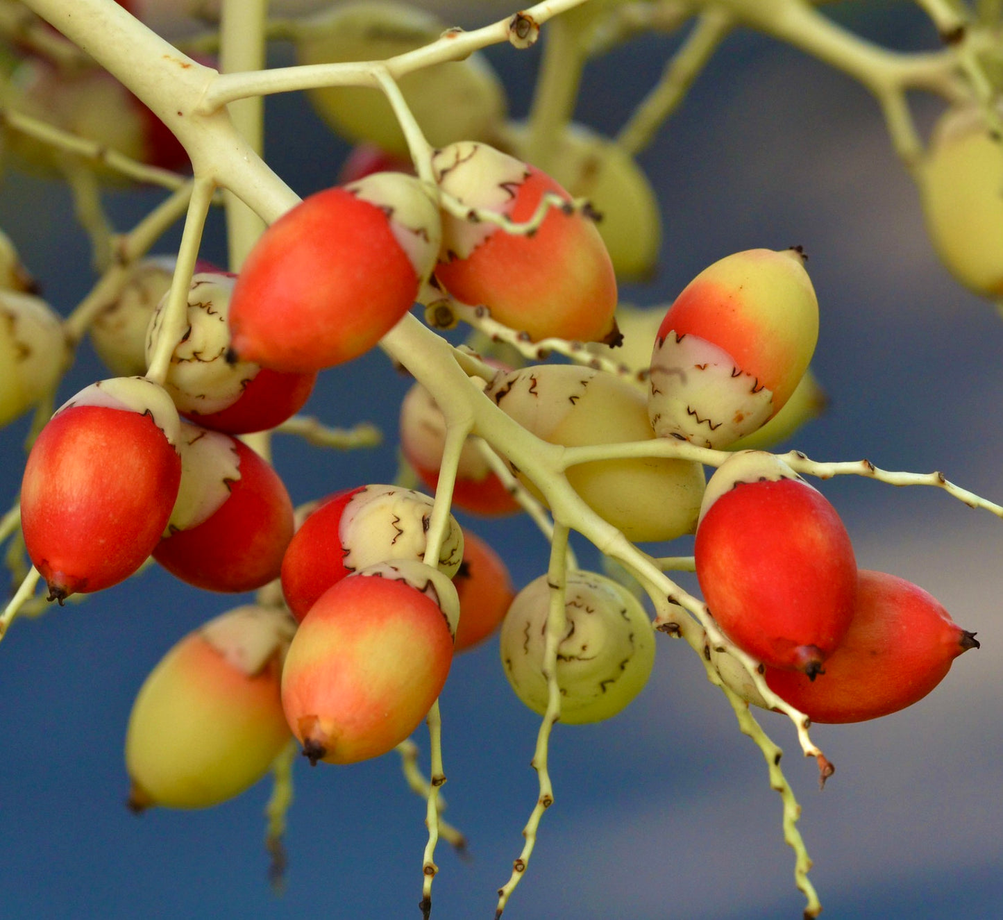 Adonidia merrillii SEEDS