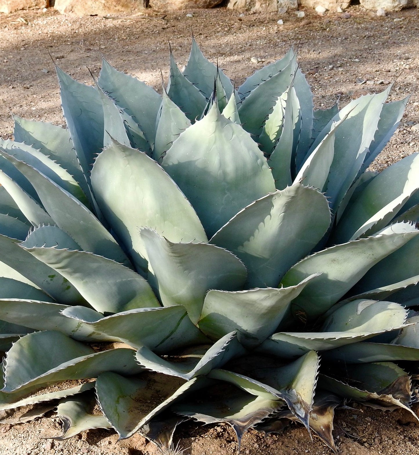 Agave ovatifolia SEMI