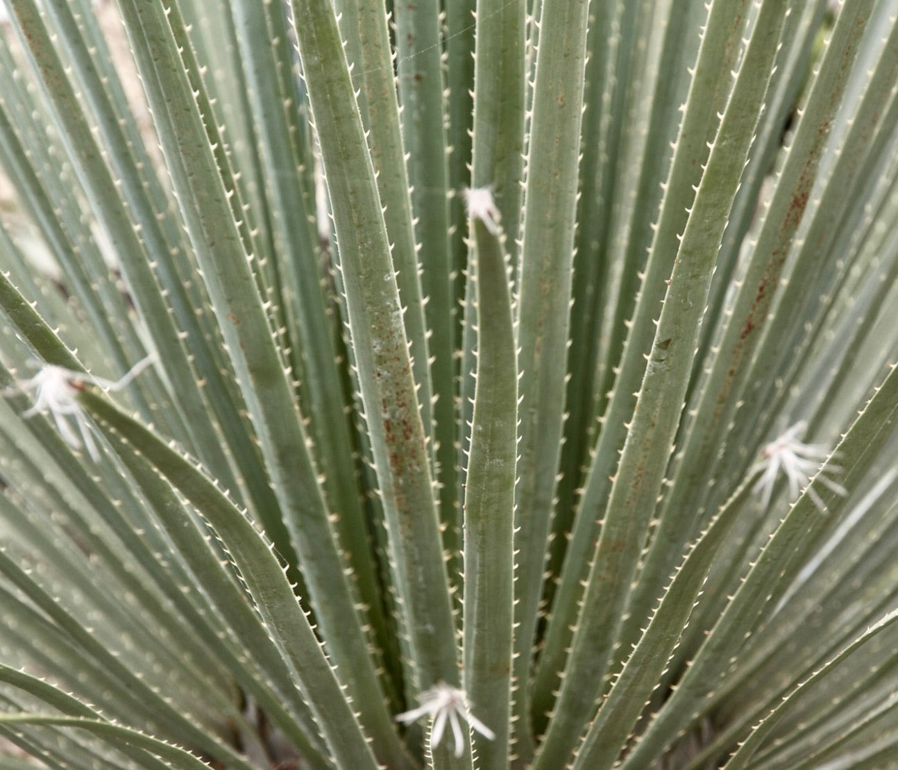 Dasylirion serratifolium 20-30cm