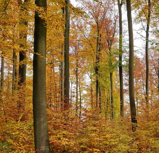 Fagus sylvatica 40-70cm