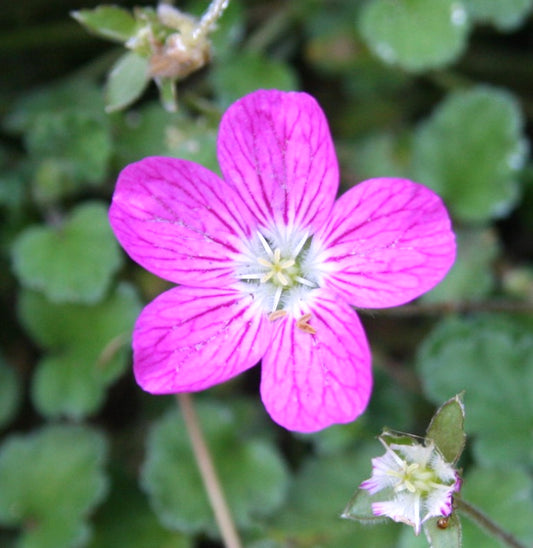 Erodium variabile (8cm pot)