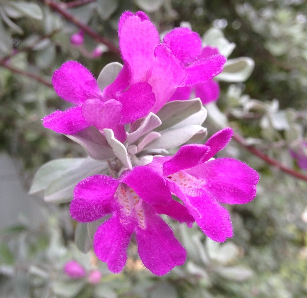 Leucophyllum frutescens 30-50cm – Botanical Archive