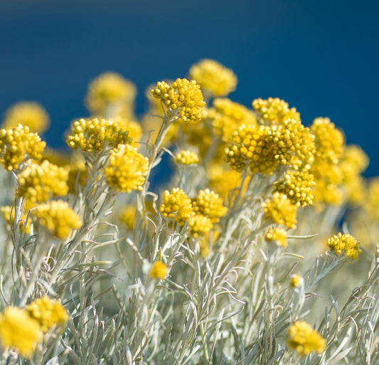 Helichrysum italicum 15-20cm